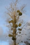 Images flocons.jpg